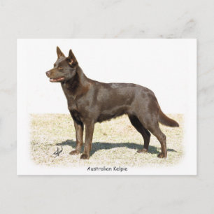 Australian Kelpie 9P21D-247 Postcard