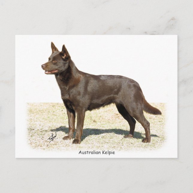 Australian Kelpie 9P21D-247 Postcard (Front)