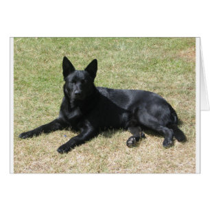 Australian Kelpie Dog