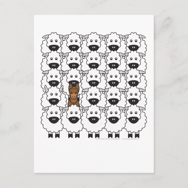 Australian Kelpie in the Sheep Postcard (Front)