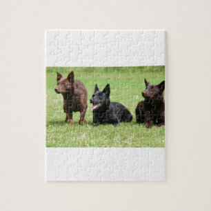 Australian Kelpie Puppies Jigsaw Puzzle
