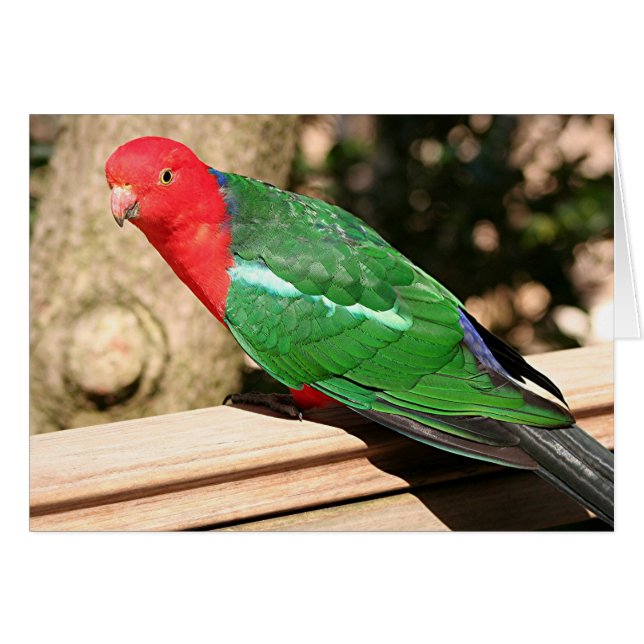 Australian King Parrot (red & green) (Front Horizontal)