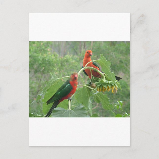 Australian King Parrots Postcard (Front)