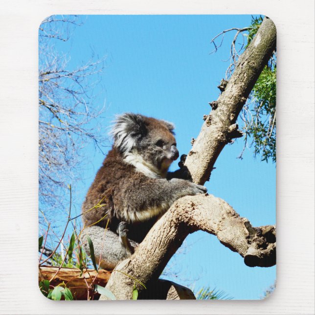 Australian Koala Bear In Old Pine Tree, Mouse Pad (Front)