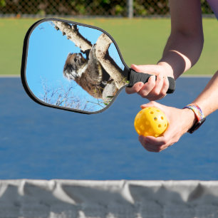 Australian Koala Bear In Old Pine Tree, Pickleball Paddle