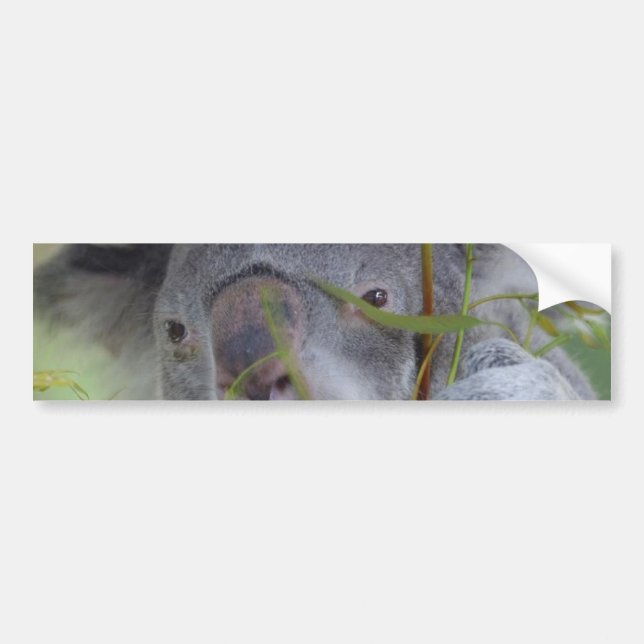 Australian Koala Bumper Sticker (Front)