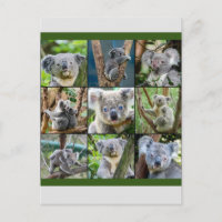 Australian Koala in Eucalyptus Tree