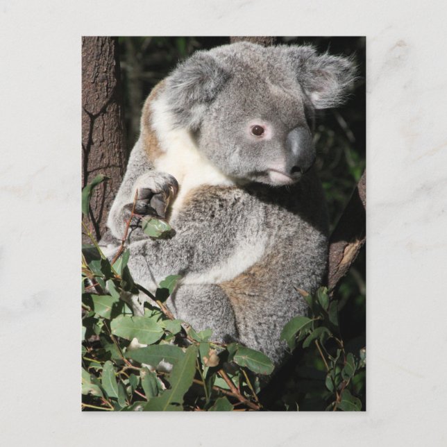 Australian Koala Postcard (Front)