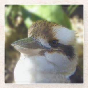 Australian Kookaburra Close Up,   Glass Coaster