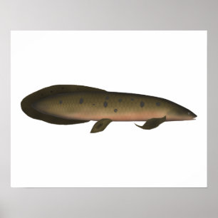 Australian Lungfish Poster