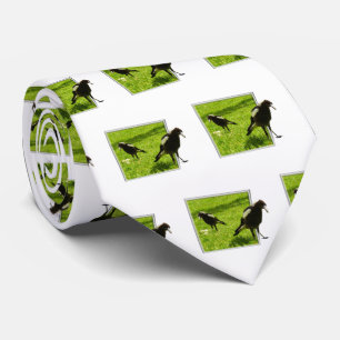Australian Magpie Birds, Tie