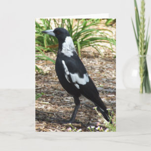 Australian Magpie Greeting Card