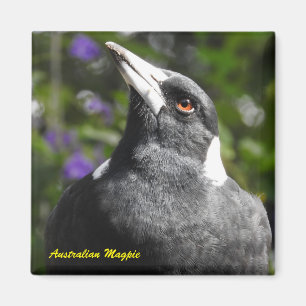 Australian Magpie Magnet