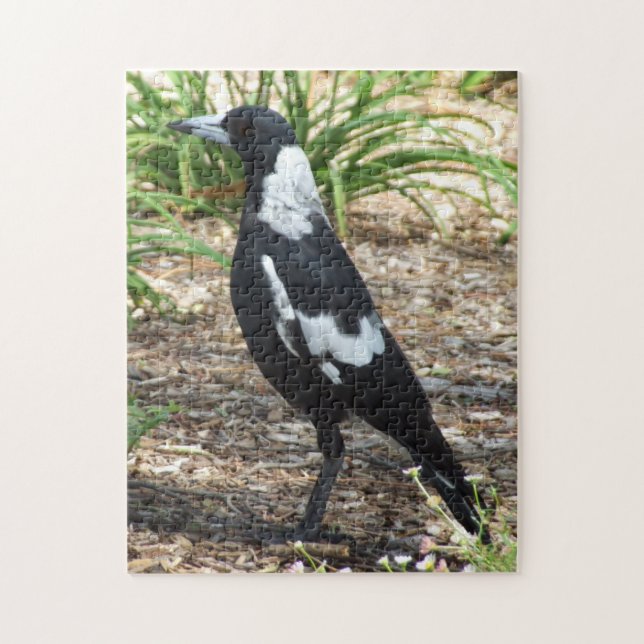 Australian Magpie Puzzle (Vertical)