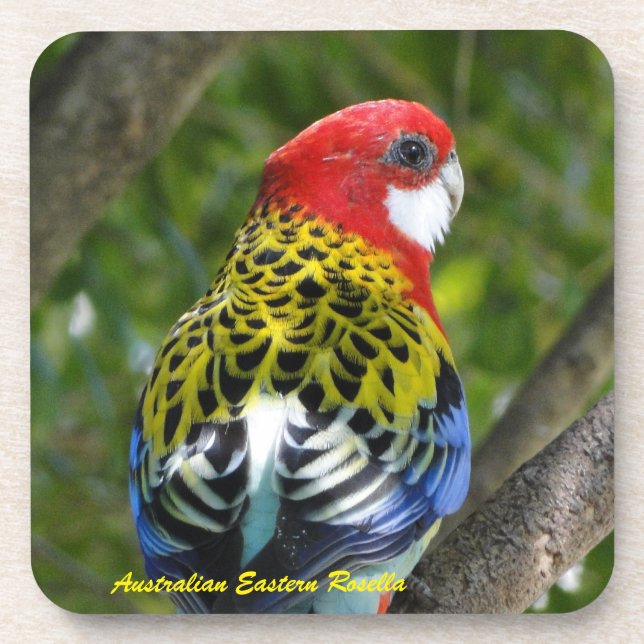 Australian Male Eastern Rosella Coaster (Front)