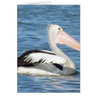 Australian Pelican