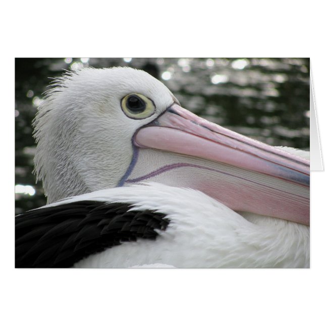 Australian Pelican (Front Horizontal)