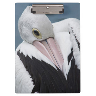 Australian pelican close up clipboard