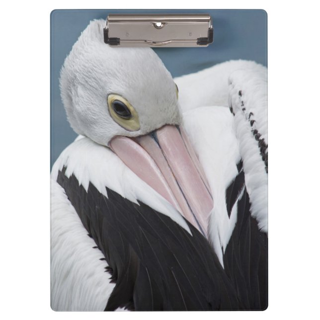 Australian pelican close up clipboard (Front)
