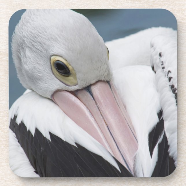 Australian pelican close up coaster (Front)