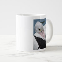 Australian pelican close up