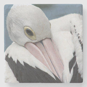 Australian pelican close up stone coaster