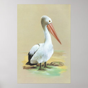 Australian Pelican  - Pelecanus conspicillatus Poster
