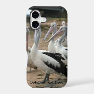 Australian Pelicans at Phillip Island