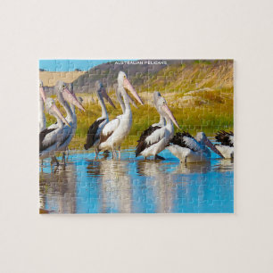 Australian Pelicans Jigsaw Puzzle