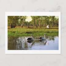 Australian Pelicans, Kakadu National Park, NT