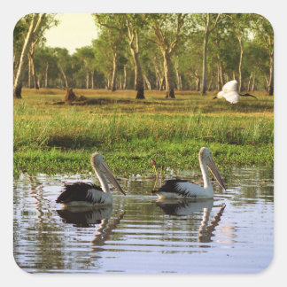 Australian Pelicans, Kakadu National Park, NT Square Sticker