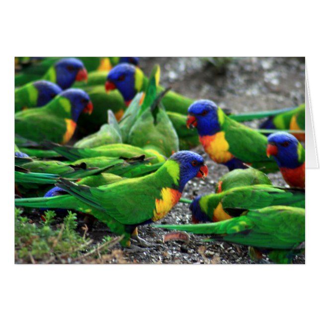 Australian Rainbow Lorikeets (Front Horizontal)