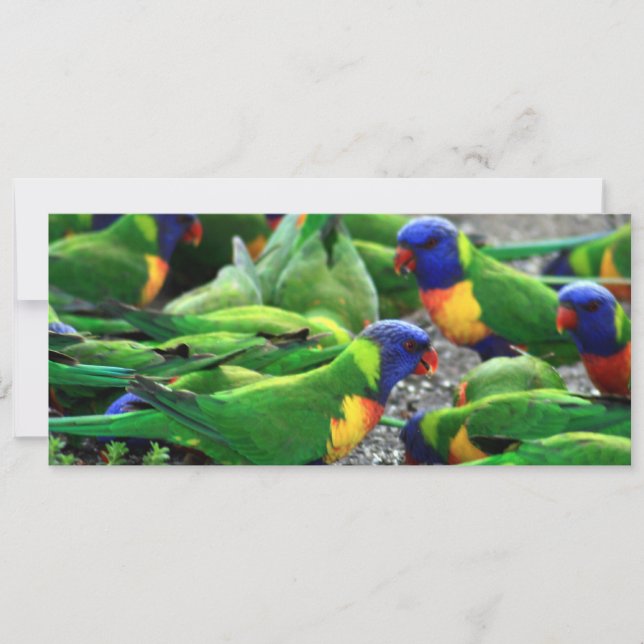 Australian Rainbow Lorikeets (Front)