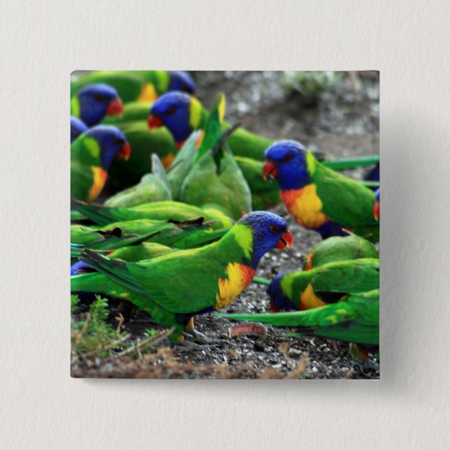 Australian Rainbow Lorikeets 15 Cm Square Badge (Front)