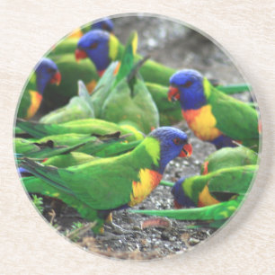 Australian Rainbow Lorikeets Coaster