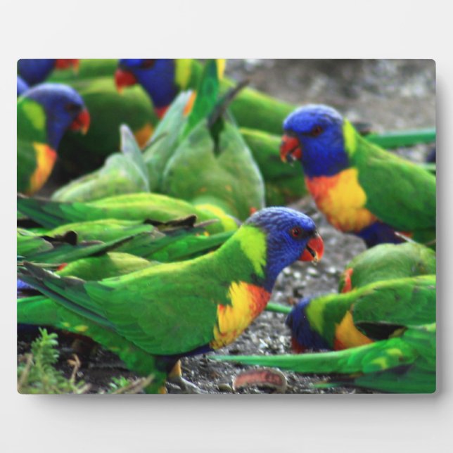 Australian Rainbow Lorikeets Plaque (Front)