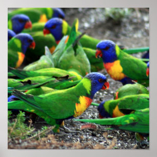 Australian Rainbow Lorikeets Poster