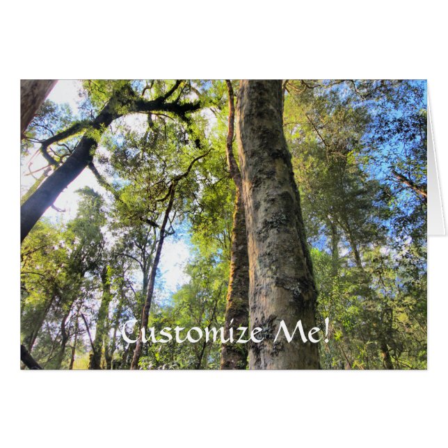 Australian Rainforest Eucalyptus Gum Trees (Front Horizontal)