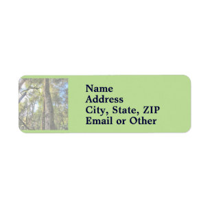 Australian Rainforest Eucalyptus Gum Trees