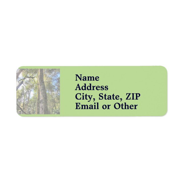 Australian Rainforest Eucalyptus Gum Trees (Front)