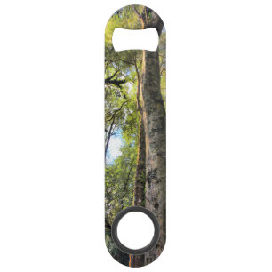 Australian Rainforest Eucalyptus Gum Trees