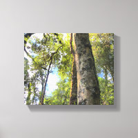 Australian Rainforest Eucalyptus Gum Trees