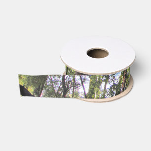 Australian Rainforest Eucalyptus Gum Trees Grosgrain Ribbon