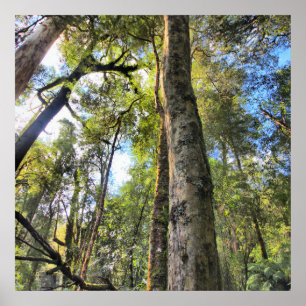 Australian Rainforest Eucalyptus Gum Trees Poster