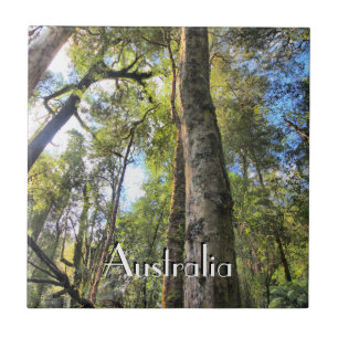 Australian Rainforest Eucalyptus Gum Trees Tile