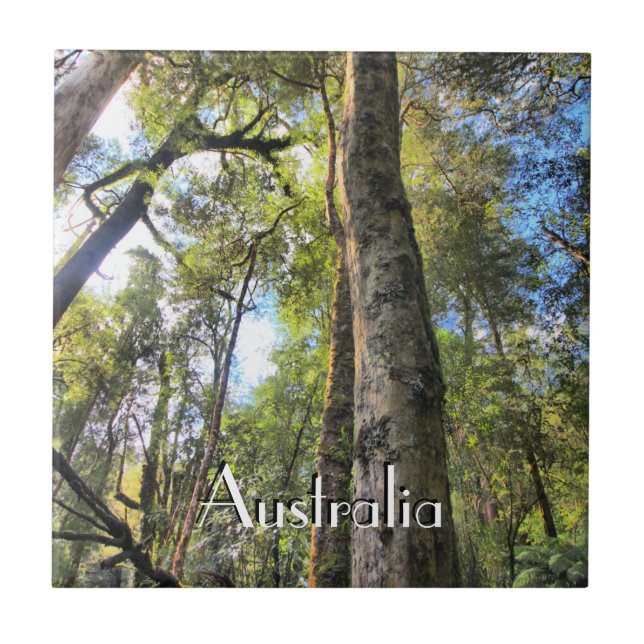 Australian Rainforest Eucalyptus Gum Trees Tile (Front)
