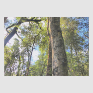 Australian Rainforest Eucalyptus Gum Trees Tissue Paper