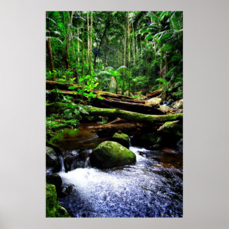 Australian Rainforest Poster
