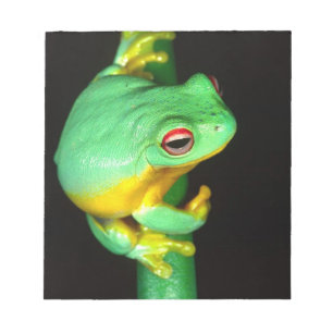 Australian Red Eye Treefrog, Litoria chloris, Notepad