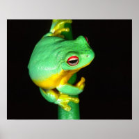 Australian Red Eye Treefrog, Litoria chloris,